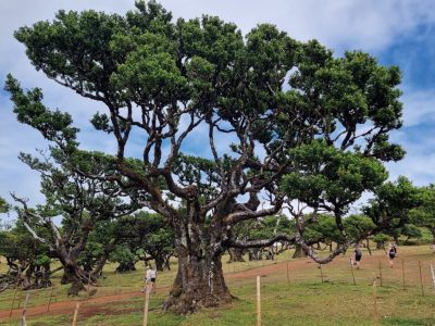 06-07-Ilha-Feliz-OpVakantie-najaar-2026-ED21_page_6_item_1-groot